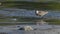 Black belly sandpiper, migratory waders, pausing on the river in search of food