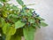 Black berries on a branch with green leaves in the garden at Villa D`Este in Tivoli, Italy