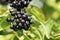 Black berries of common dogwood