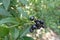 Black berries of common privet