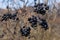 Black berries on dry gray branches