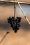 Black berries European privet on a blurred background