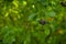 Black berries on a green background. A bunch of black chokeberry berries on a branch.