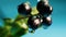 Black berry close-up on a blue background, a drop of water on a ripe berry