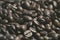 Black berry coffee textured background