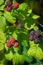 Black berry with green leaves in the sun. Photo of black raspberries branch.