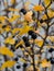 Black berrys and yellow leaves on brown branches