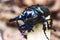 Black big beetle Chalcosoma atlas