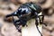 Black big beetle Chalcosoma atlas