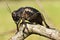 Black big-bellied cricket