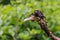 Black big-bellied cricket (Bradiphorus Dasiphus)