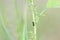 A black big carpenter ant descending from a wild plant with carrying a seed with blur background of nature