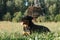 Black big dog of breed beauceron french shepherd lies on the background of an old ship