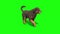 Black big dog walk cycle green screen 3D rendering animation