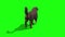 Black Big Dog Walkcycle Back Green Screen 3D Rendering Animation