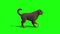 Black Big Dog Walkcycle Side Green Screen 3D Rendering Animation