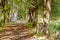 Black bike on the forest path, ancient lime alley