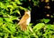 Black-billed Cuckoo in a tree