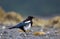 Black-billed Magpie