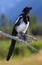 Black Billed Magpie