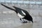 Black billed magpie also called American magpie bird