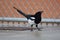 Black billed magpie also called American magpie bird