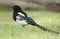 Black-billed Magpie - Banff, Alberta