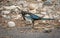 A Black-billed magpie bird strutting on the ground in Rocky Mountain National Park
