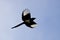 Black-billed Magpie With Its Wings Lit Up in the Bright Sunlight