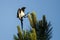 Black-Billed Magpie Landing High in an Evergreen Tree With Feet Outstretched