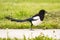 Black-billed Magpie in Montana