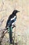 Black-billed Magpie (Pica hudsonia)