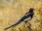 Black-Billed Magpie in Rocky Mountain National Park