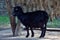 Black billy goat