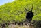 black billy goat with giant horns with forest behind