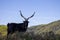 black billy goat with giant horns with sky behind