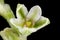 Black Bindweed Fallopia convolvulus. Flower Closeup