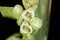 Black Bindweed Fallopia convolvulus. Inflorescence Closeup