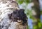 Black birch mushroom chaga close-up on the trunk of living tree