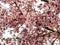 Black birch tree branches with spring flowers