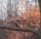 Black bird with acorn on branch of autumn oak tree in Moscow