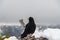 Black bird, alpine cough (Pyrrhocorax graculus) in snowy landscapes in the Julian Alps, Slovenia