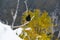 Black bird, alpine cough (Pyrrhocorax graculus) in snowy landscapes in the Julian Alps, Slovenia