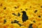 Black bird amidst sea of yellow, a visually striking contrast