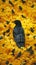 Black bird amidst sea of yellow, a visually striking contrast