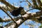 Black bird from below on tree branch