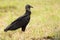 Black bird Black Vulture, Coragyps atratus