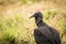 Black bird Black Vulture, Coragyps atratus