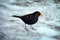Black bird blackbird with orange beak