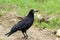Black bird crow Corvus frugilegus is on the ground